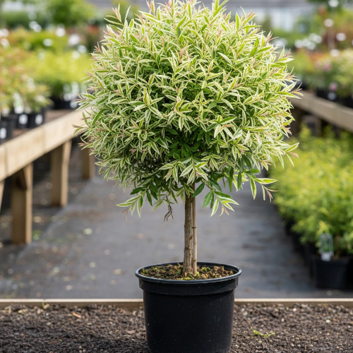 Ива цельнолистная Снежок купить