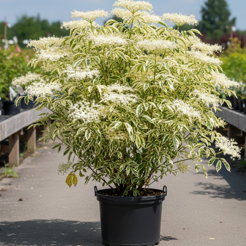 Бузина черная Вариегата купить