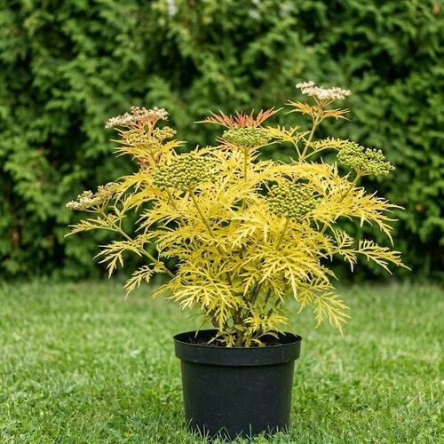 Бузина красная Golden Lace купить