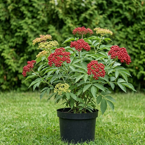 Бузина красная  купить