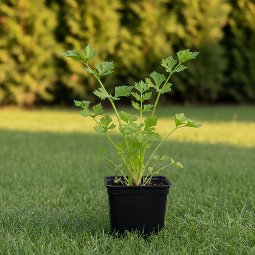 Сельдерей листовой Нежность купить