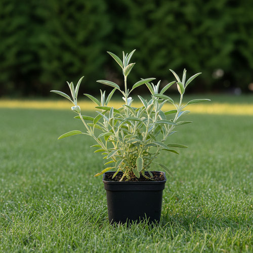 Шалфей Овощной бриз купить