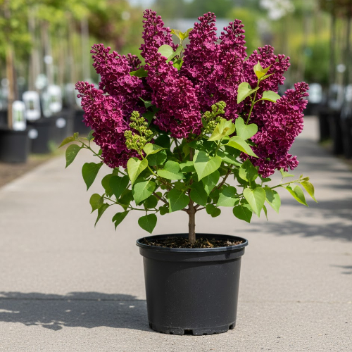 Сирень Капитан Гастелло купить