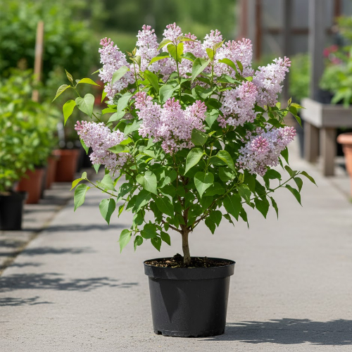 Сирень Лесостепная купить