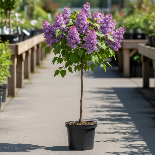 Сирень Лиловая пирамида купить