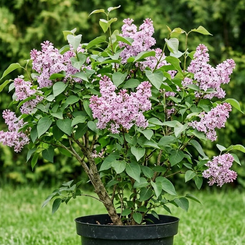 Сирень Заря купить