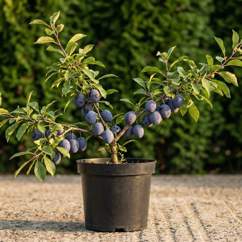 Слива домашняя Болховчанка купить