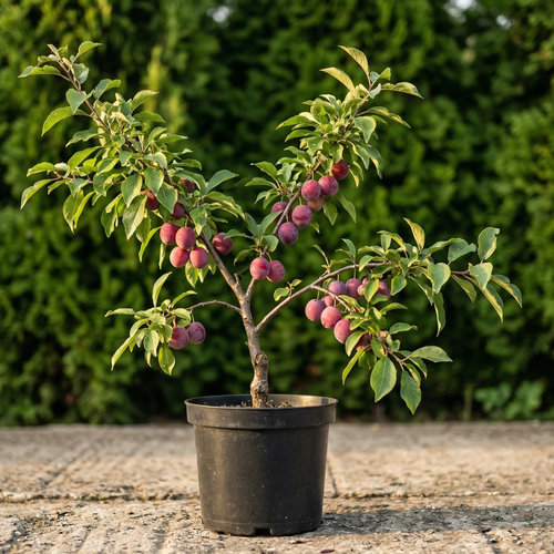 Слива Кубанская ранняя купить