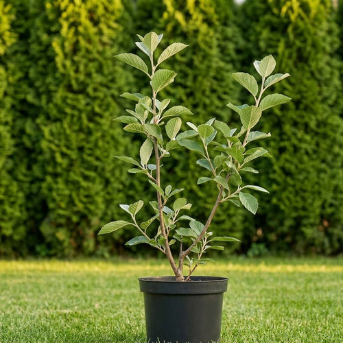 Рябина круглолистная  купить