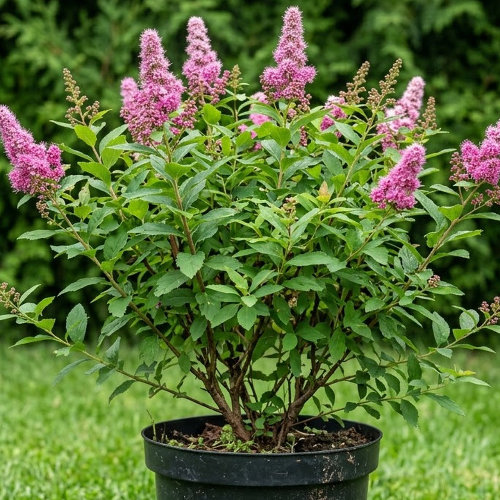 Спирея Билларди купить