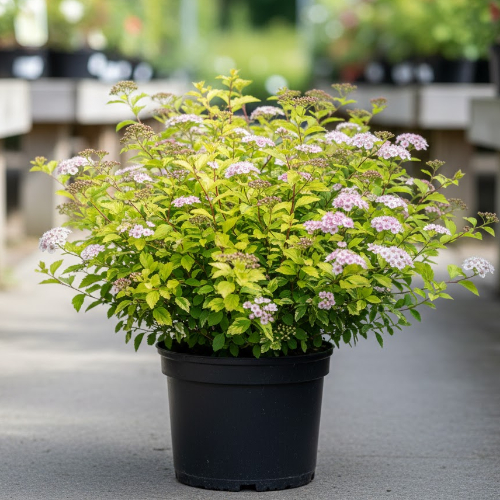 Спирея японская Кэндллайт купить