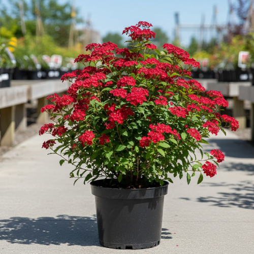 Спирея японская Дартс Ред купить