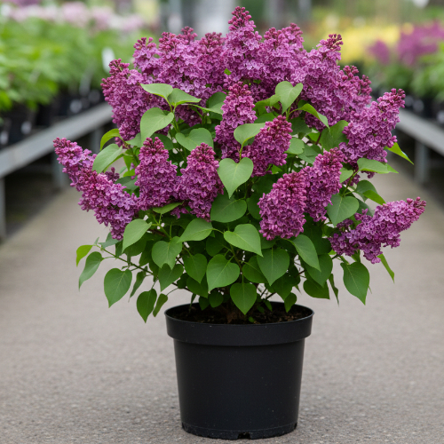 Сирень обыкновенная Адмирал Кузнецов купить