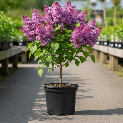 Сирень обыкновенная Адмирал Нахимов купить