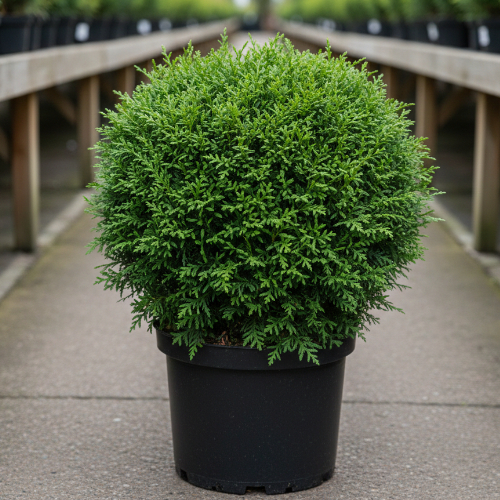 Туя западная Смарагд Бол купить
