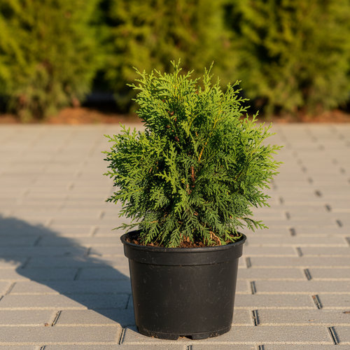 Туя западная Тини Тим купить