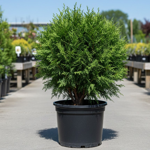 Туя западная Вудварди купить