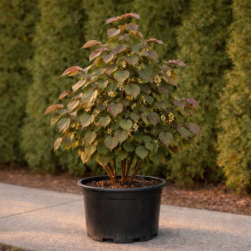 Липа мелколистная Рубра купить