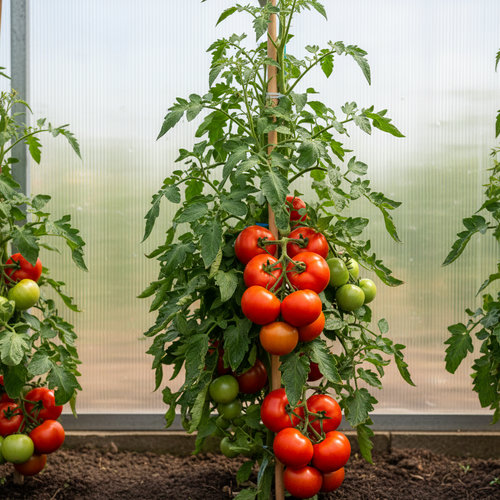 Томат Афродита раннеспелый купить