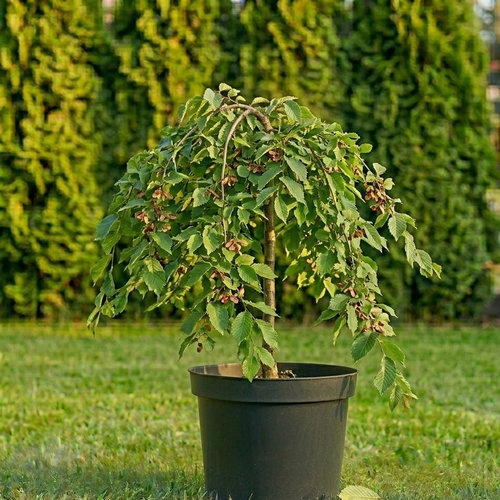 Вяз шершавый Кампердоунии купить