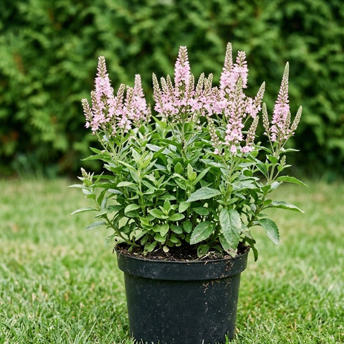 Вероника гибридная Пинк Мармешлоу купить