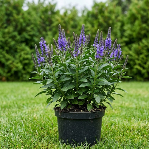 Вероника гибридная Твайлайт купить