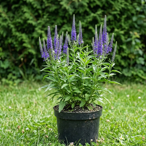 Вероника длиннолистная Блауризин купить