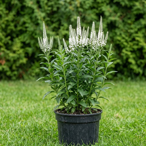 Вероника длиннолистная Шнееризин купить