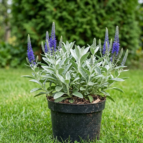 Вероника колосковая Инкана купить