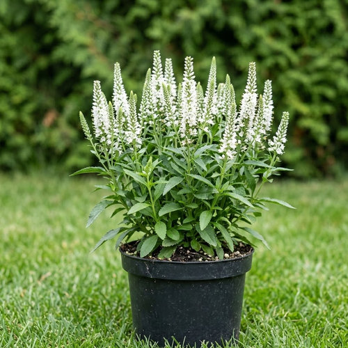 Вероника колосковая Байби Уайт купить