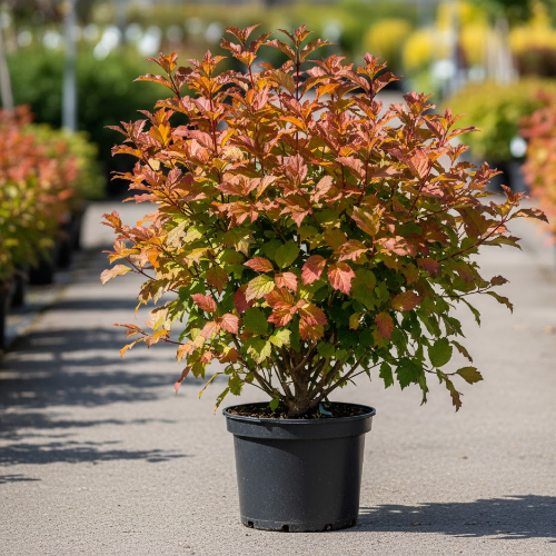 Калина боднантенская Чарльз Ламонт купить