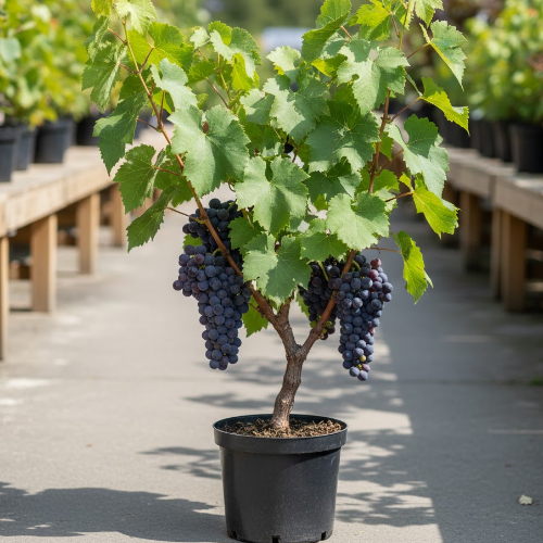 Виноград Надежда Азос купить