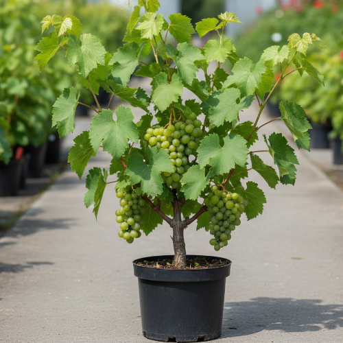 Виноград неукрывной Оленьевский купить