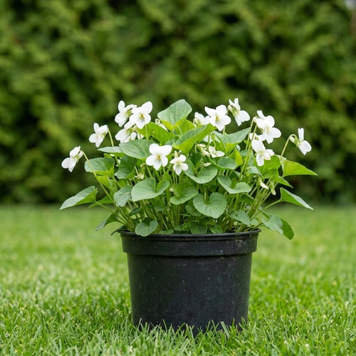 Виола мотыльковая Альбифлора купить