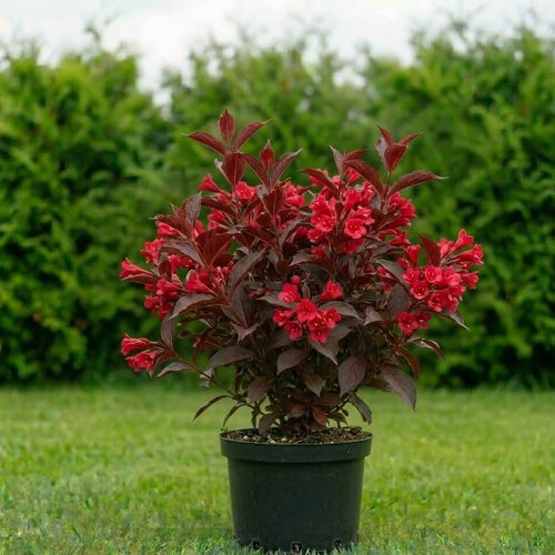 Вейгела гибридная Олл Саммер Ред купить