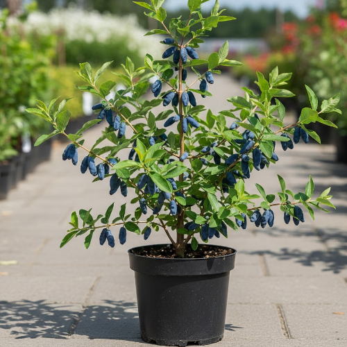 Жимолость Бажовская купить