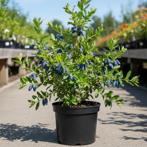 Жимолость Волхова купить