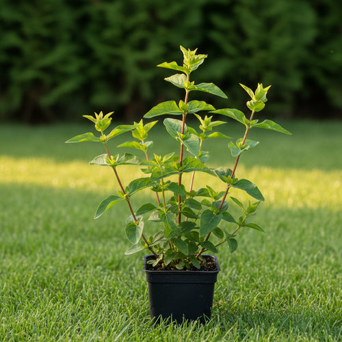 Зверобой продырявленный Оптимист купить
